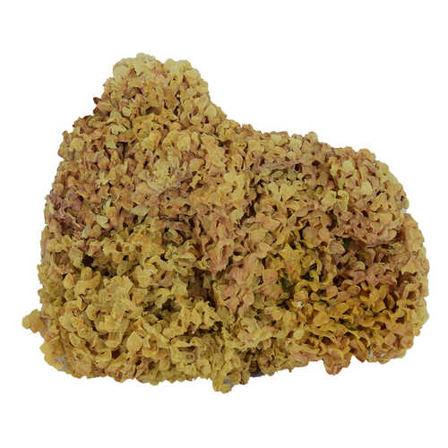 Deniz Kadayıfı Doğal Yerli 100 Gr Paket - 1