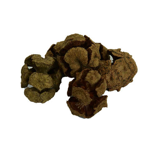 Selvi Kozalağı Doğal 100 Gr Paket - 1