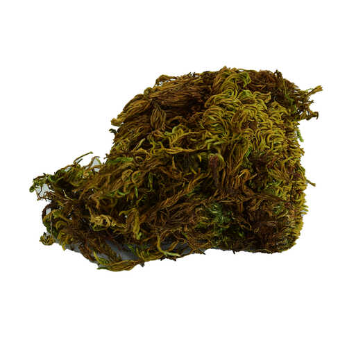 Yosun Su Yosunu Doğal 100 Gr Paket - 1